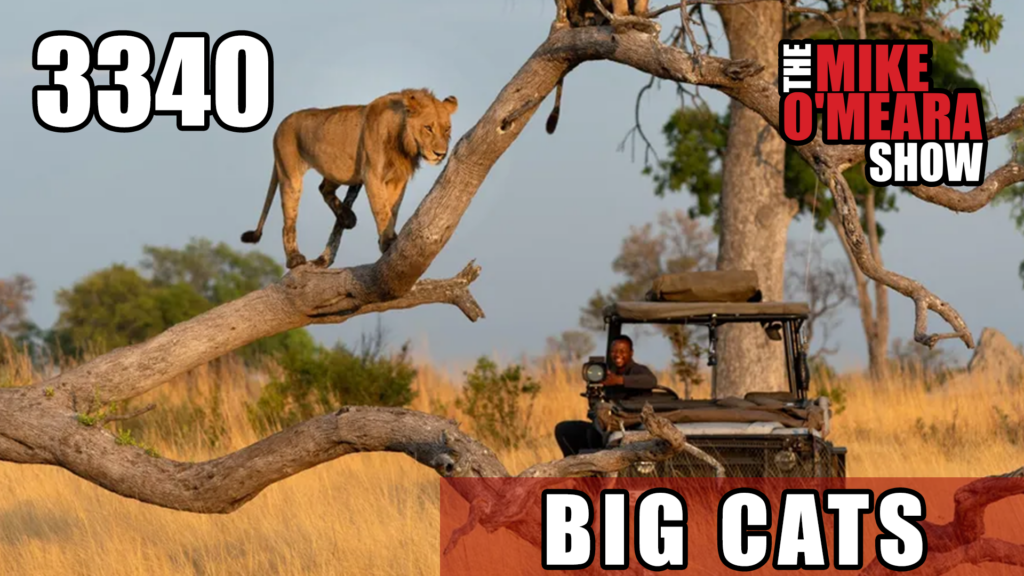 3340 Big Cats The Mike O Meara Show